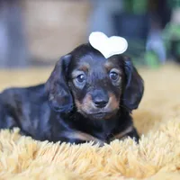 Crumpet, a female Miniature Dachshund for sale in Dundee, OH – Photo 8 of 9