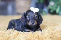 Crumpet, a female Miniature Dachshund for sale in Dundee, OH – Photo 8 of 9