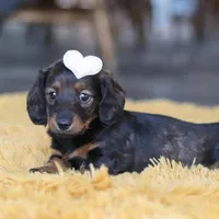 Crumpet, a female Miniature Dachshund for sale in Dundee, OH – Photo 2 of 9