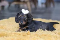 Crumpet, a female Miniature Dachshund for sale in Dundee, OH – Photo 2 of 9