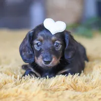 Crumpet, a female Miniature Dachshund for sale in Dundee, OH – Photo 4 of 9