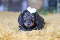 Crumpet, a female Miniature Dachshund for sale in Dundee, OH – Photo 4 of 9