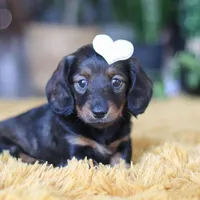 Crumpet, a female Miniature Dachshund for sale in Dundee, OH – Photo 7 of 9