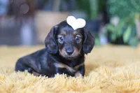 Crumpet, a female Miniature Dachshund for sale in Dundee, OH – Photo 7 of 9