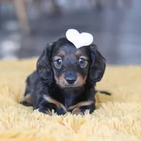 Crumpet, a female Miniature Dachshund for sale in Dundee, OH – Photo 3 of 9
