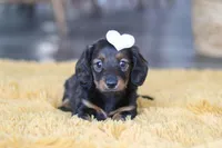 Crumpet, a female Miniature Dachshund for sale in Dundee, OH – Photo 3 of 9