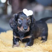 Crumpet, a female Miniature Dachshund for sale in Dundee, OH – Photo 1 of 9