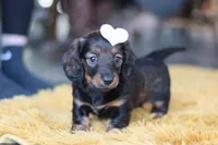 Crumpet, a female Miniature Dachshund for sale in Dundee, OH – Photo 1 of 9