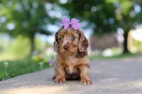 Clementine, a female Miniature Dachshund for sale in Dundee, OH – 3 of 8
