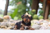 Torte, a female Yorkipoo for sale in Dundee, OH – 5 of 7