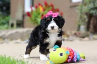 Lemonade, a female Miniature Bernedoodle for sale in Dundee, OH – 3 of 9