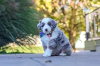 Ruckus, a male Miniature Australian Shepherd for sale in Dundee, OH – 3 of 5