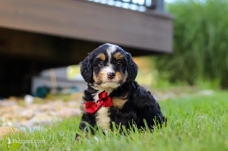 Wolverine – Miniature Bernedoodle puppy for sale in Dundee, OH