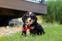 Wolverine, a male Miniature Bernedoodle for sale in Dundee, OH – 1 of 5