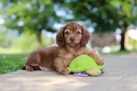 Sacajawea, a female Miniature Dachshund for sale in Dundee, OH – 1 of 9