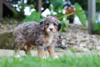 Margarita, a female Miniature Bernedoodle for sale in Dundee, OH – 2 of 7