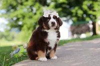 Sedona, a female Miniature Australian Shepherd for sale in Dundee, OH – 2 of 8