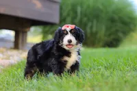Firestar, a female Miniature Bernedoodle for sale in Dundee, OH – 2 of 5
