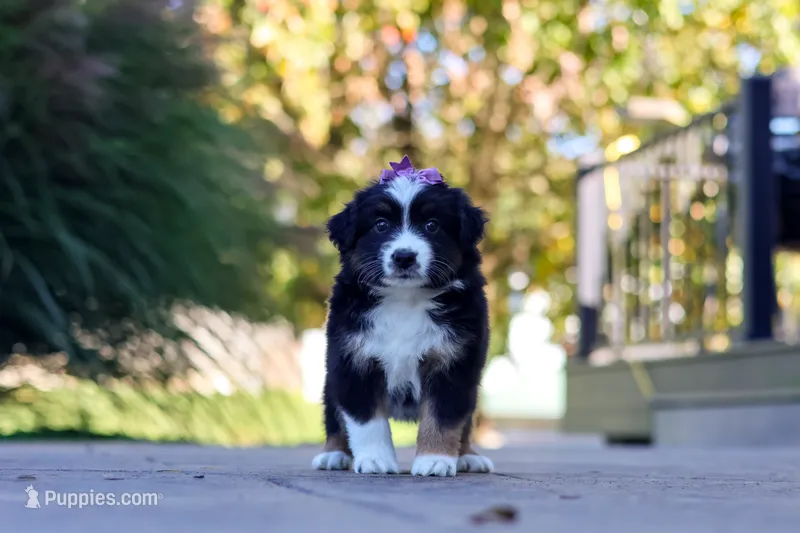 Zuzu – Miniature Australian Shepherd puppy for sale in Dundee, OH