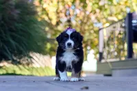 Zuzu, a female Miniature Australian Shepherd for sale in Dundee, OH – 1 of 6