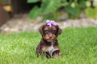 Bon Bon, a female Yorkipoo for sale in Dundee, OH – 5 of 8