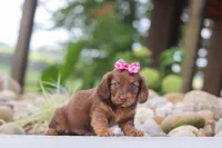 Harvest, a female Miniature Dachshund for sale in Dundee, OH – 4 of 6