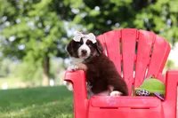 Sedona, a female Miniature Australian Shepherd for sale in Dundee, OH – 8 of 8