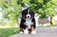 Rustler, a male Miniature Australian Shepherd for sale in Dundee, OH – 4 of 8