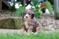 Margarita, a female Miniature Bernedoodle for sale in Dundee, OH – 4 of 7
