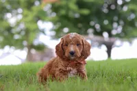 Merlin, a male Miniature Goldendoodle for sale in Dundee, OH – 4 of 6