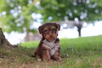 Nougat, a male Yorkipoo for sale in Dundee, OH – 3 of 7