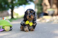 Kumquat, a male Miniature Dachshund for sale in Dundee, OH – 5 of 10