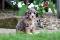 Margarita, a female Miniature Bernedoodle for sale in Dundee, OH – 6 of 7