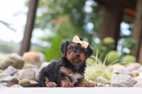 Torte, a female Yorkipoo for sale in Dundee, OH – 3 of 7
