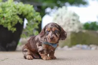 Oak, a male Miniature Dachshund for sale in Dundee, OH – 4 of 7