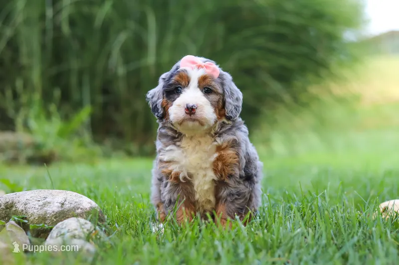 Razzel – Miniature Bernedoodle puppy for sale in Dundee, OH