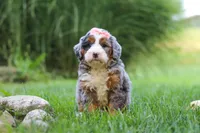 Razzel, a female Miniature Bernedoodle for sale in Dundee, OH – 1 of 6