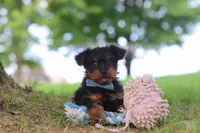 Fudge, a male Yorkipoo for sale in Dundee, OH – 5 of 5