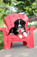 Roamer, a male Miniature Australian Shepherd for sale in Dundee, OH – 6 of 10