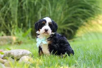 Pez, a male Miniature Bernedoodle for sale in Dundee, OH – 3 of 5