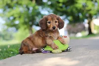 Pocahontas, a female Miniature Dachshund for sale in Dundee, OH – 8 of 8