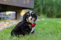 Wolverine, a male Miniature Bernedoodle for sale in Dundee, OH – 2 of 5