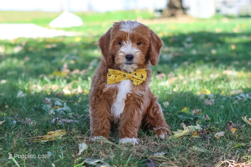 Casper – Miniature Goldendoodle puppy for sale in Dundee, OH