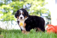 Beetle Boy, a male Miniature Bernedoodle for sale in Dundee, OH – 6 of 6