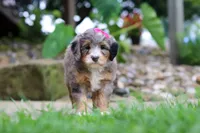Margarita, a female Miniature Bernedoodle for sale in Dundee, OH – 3 of 7