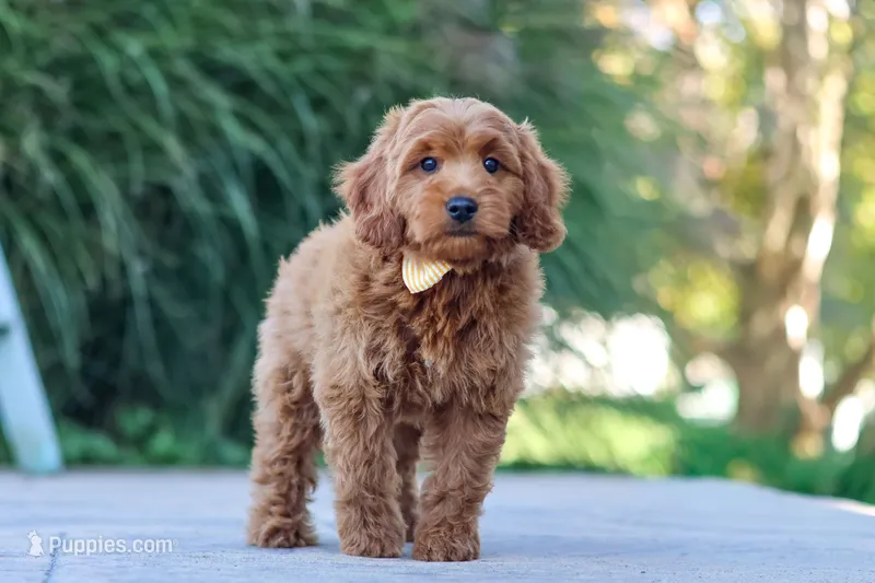 Gomez – Miniature Goldendoodle puppy for sale in Dundee, OH