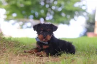 Fudge, a male Yorkipoo for sale in Dundee, OH – 4 of 5