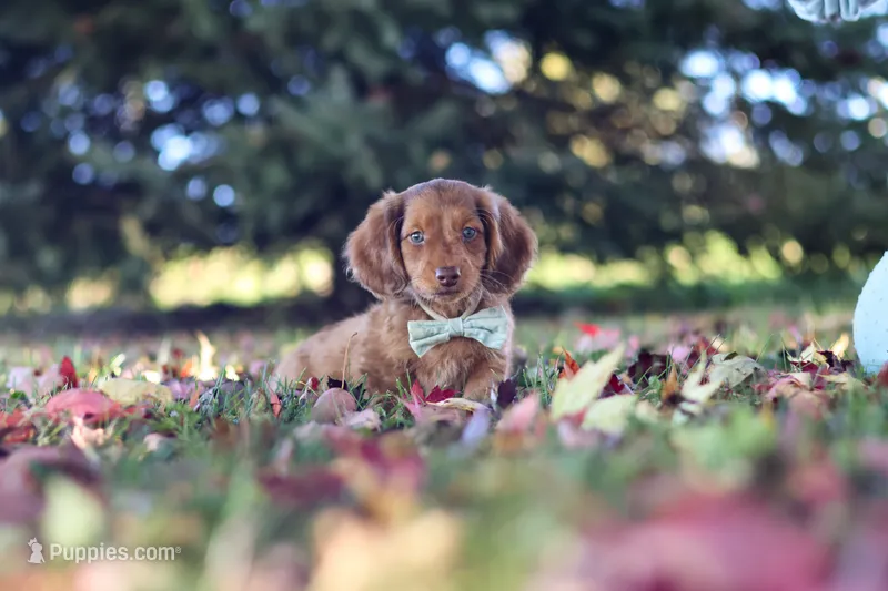 Gordy – Miniature Dachshund puppy for sale in Dundee, OH