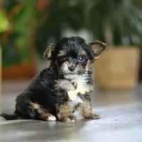 Drakkar, a male Yorkipoo for sale in Dundee, OH – Photo 3 of 7