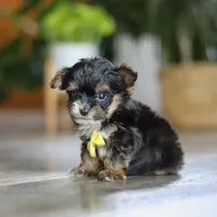 Drakkar, a male Yorkipoo for sale in Dundee, OH – Photo 5 of 7